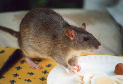 Rodent Treatments Photo: Joanna Servaes
