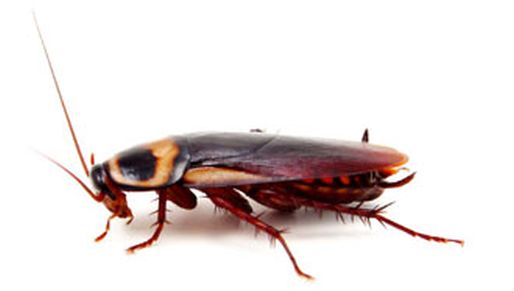 Cockroach Treatments - Blatella Germanic (German cockroach)